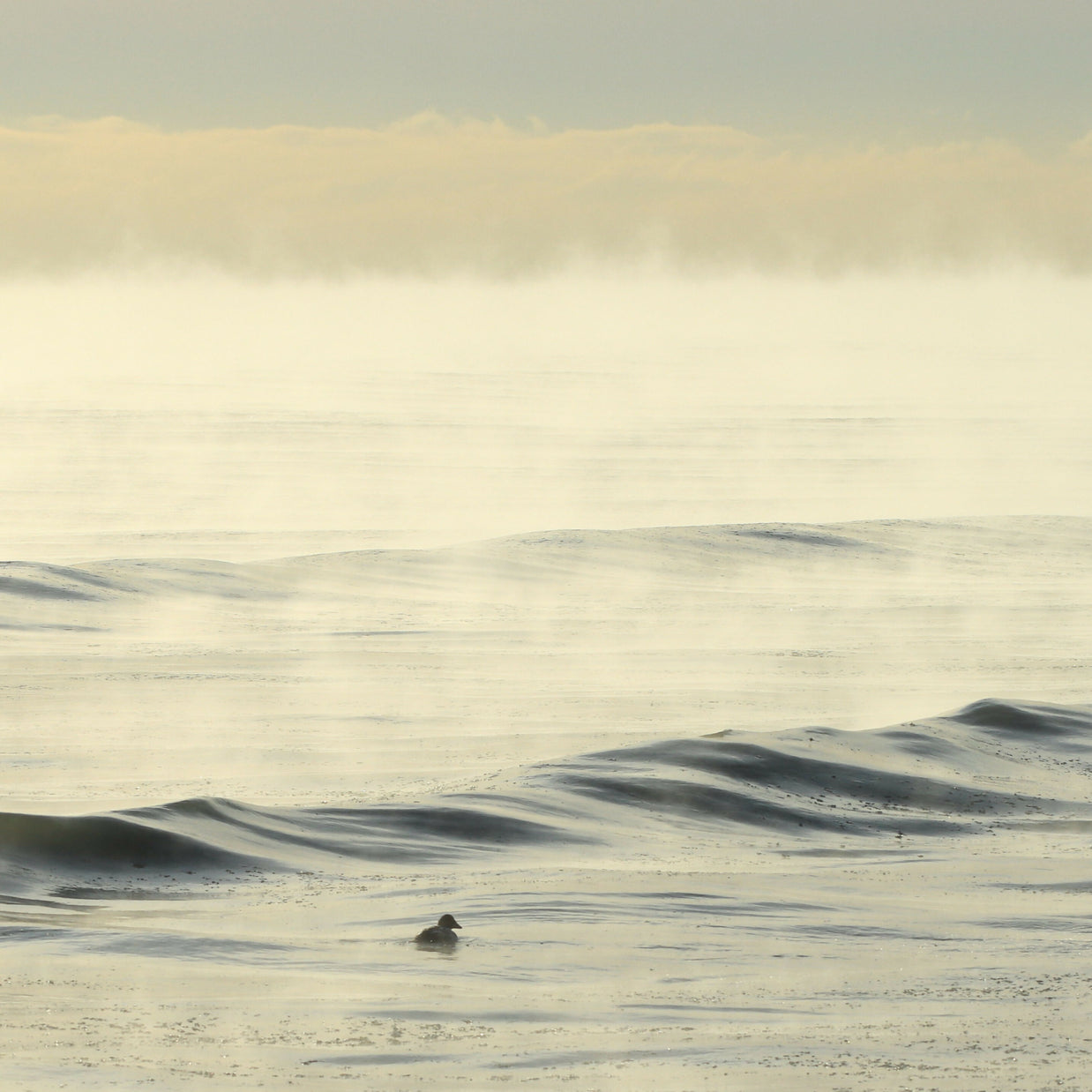 paddle in the sea smoke