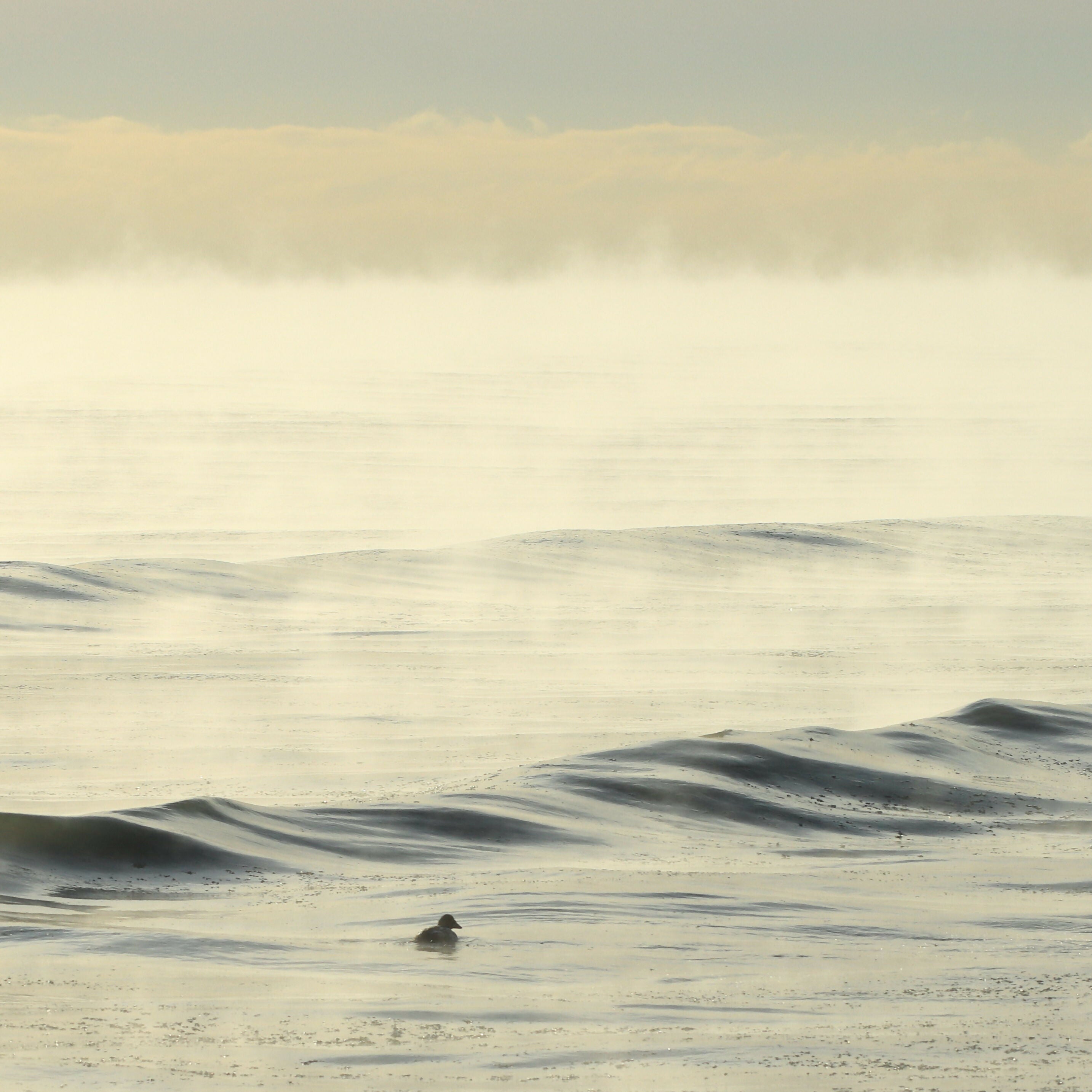paddle in the sea smoke