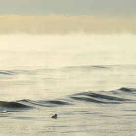 paddle in the sea smoke