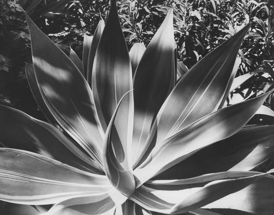Agave