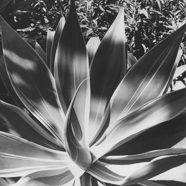 Agave