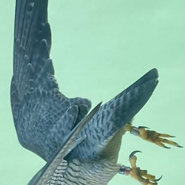 Peregrine Falcon Departing for Lunch, Edgewater, Chicago, May 14, 2020, 16”x20”