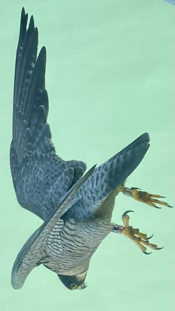Peregrine Falcon Departing for Lunch, Edgewater, Chicago, May 14, 2020, 16”x20”
