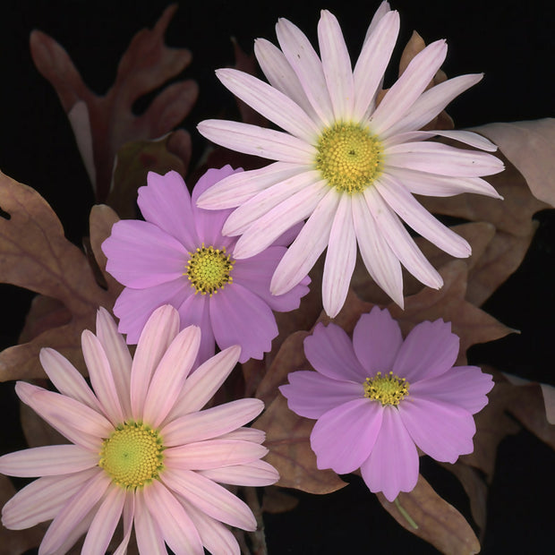 Last Blooms