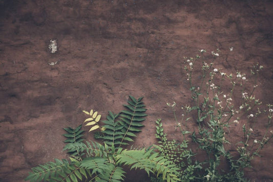 Plants in the city