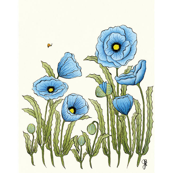 Poppies and Daisies Series 6-pack