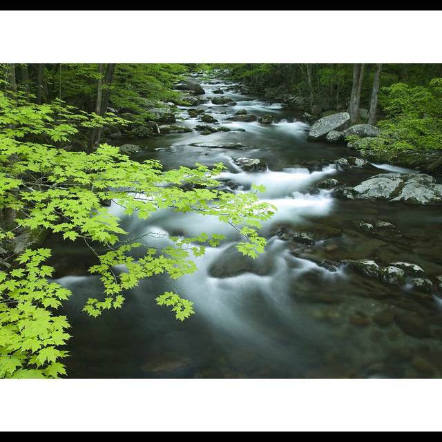 Big Creek, Great Smoky Mountains NP