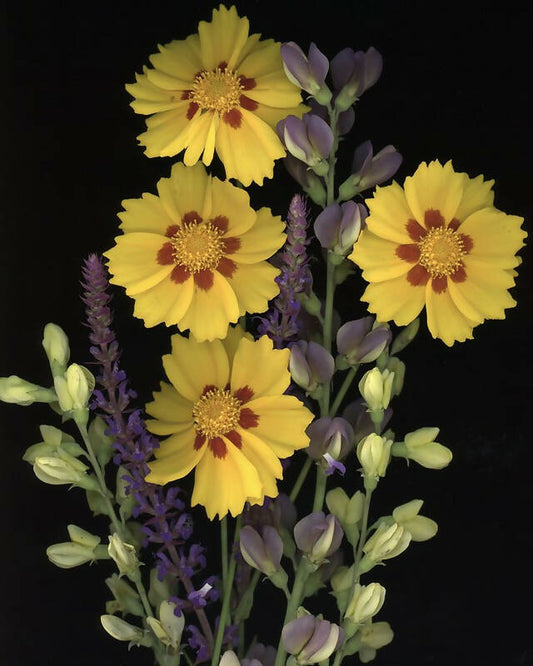 Coreopsis, Baptisia, and Salvia