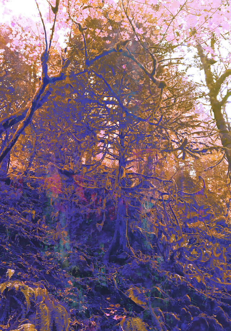 Purple and Orange Forest