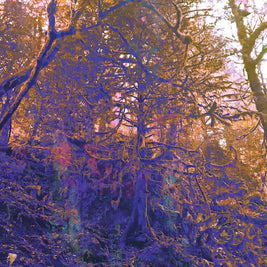 Purple and Orange Forest