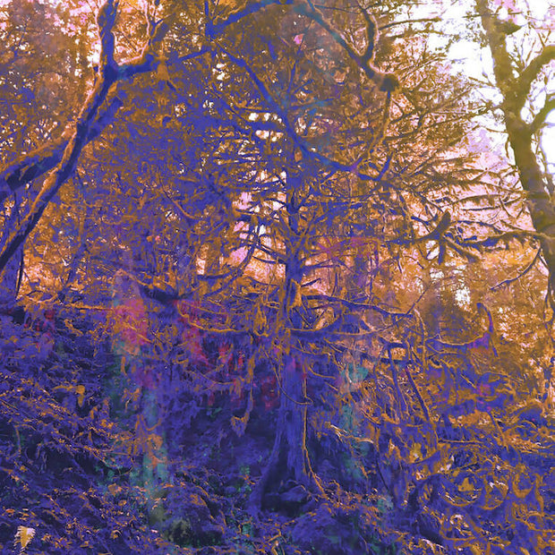Purple and Orange Forest