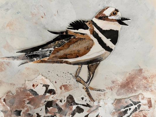 Killdeer Bird Collage