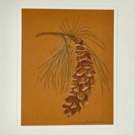 Western white pine