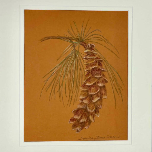 Western white pine