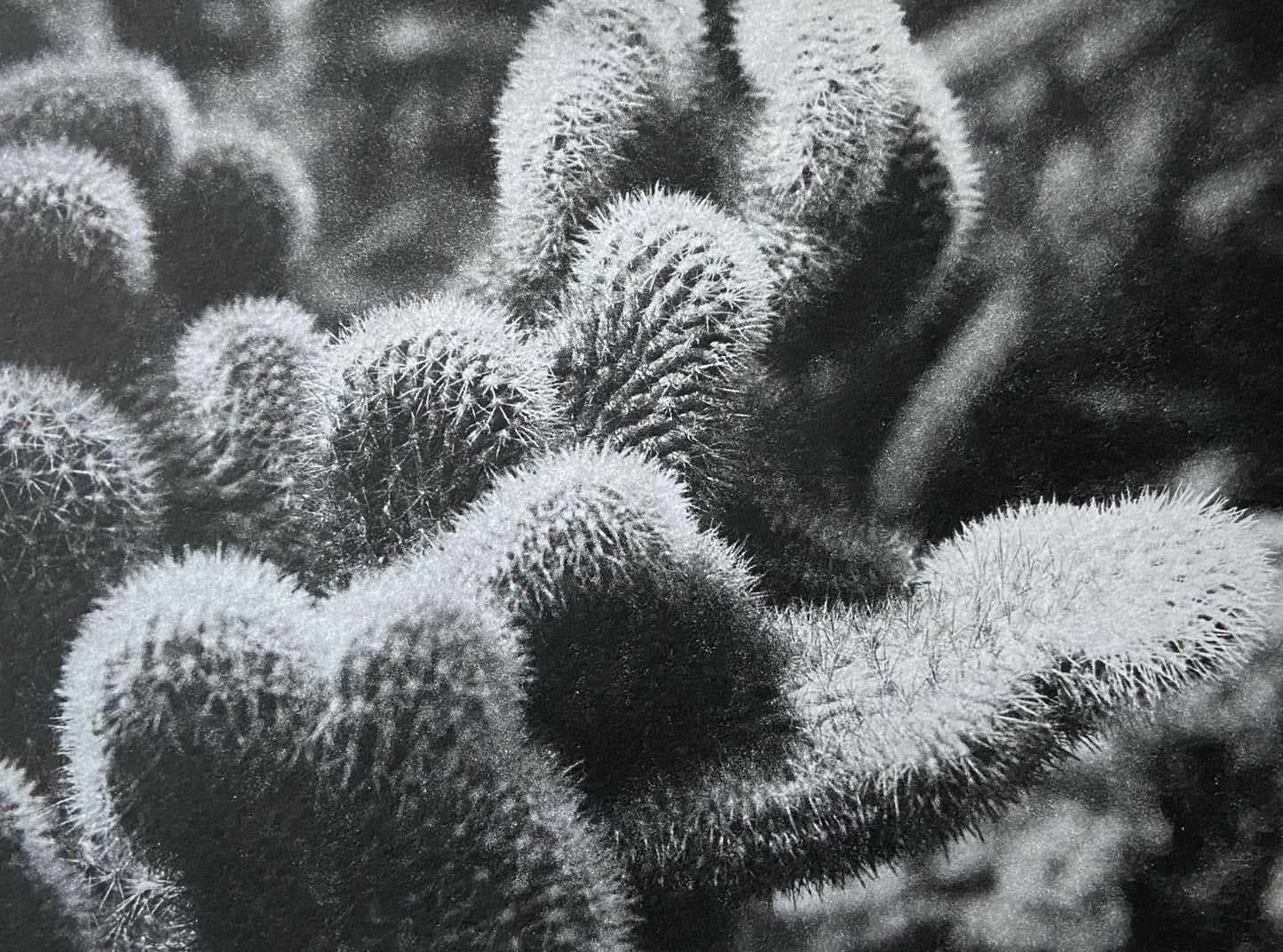 Cactus Series (Photopolymer Gravure Prints)