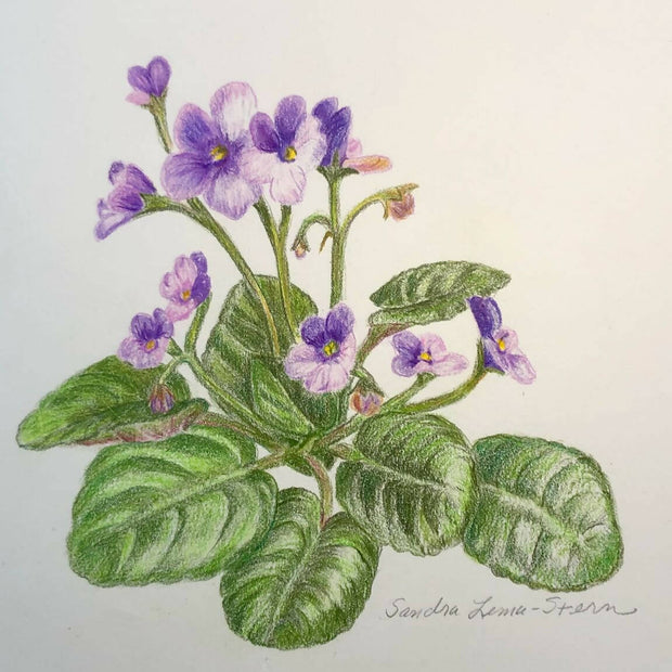 African violet 1