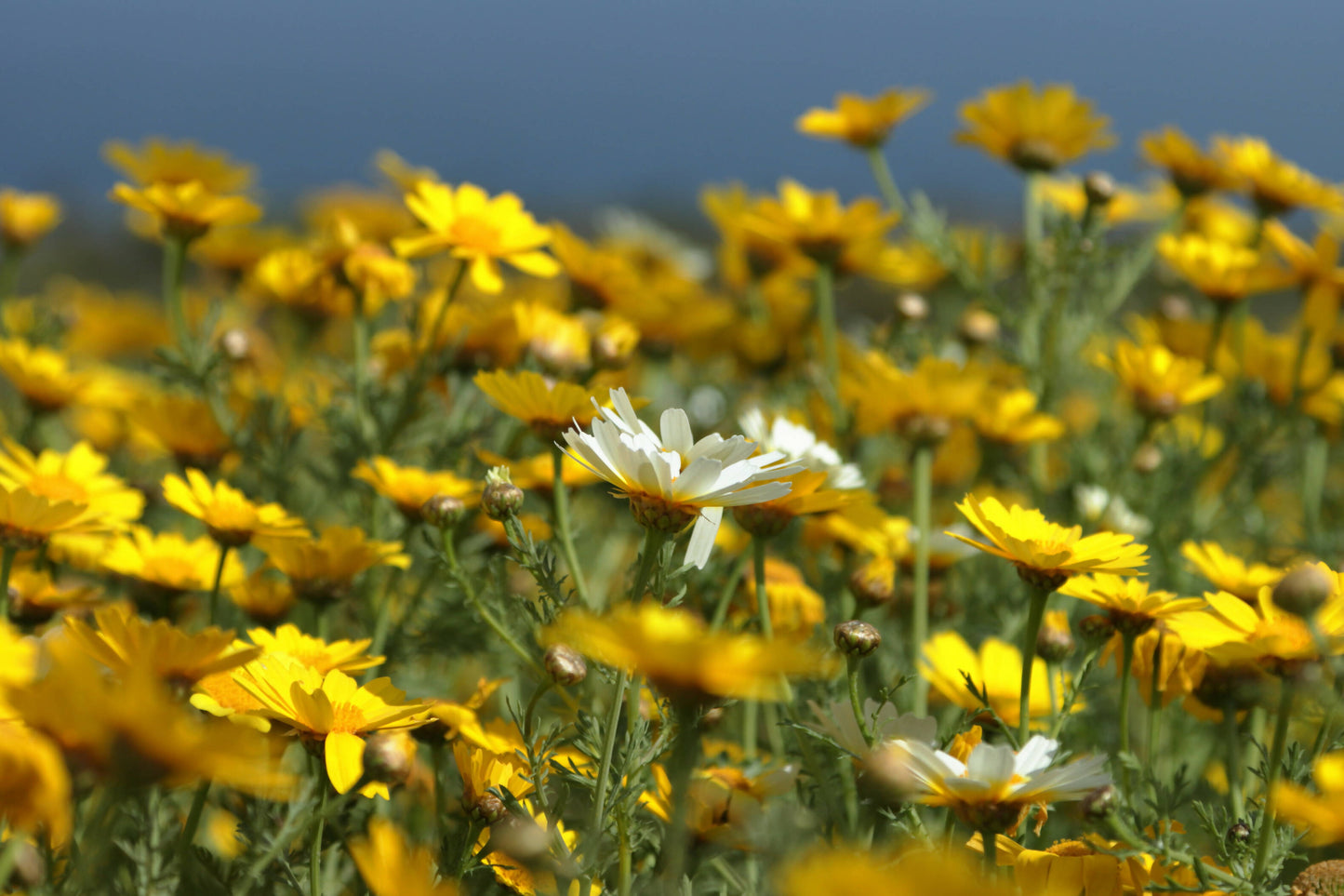 daisies by the ocean