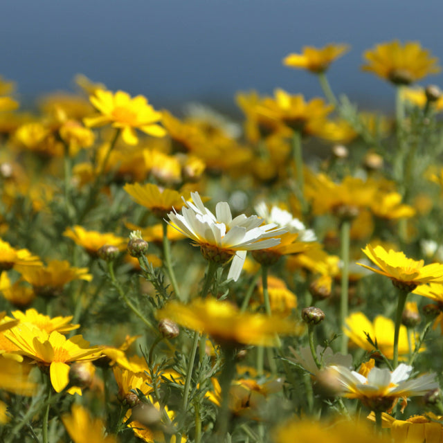 daisies by the ocean
