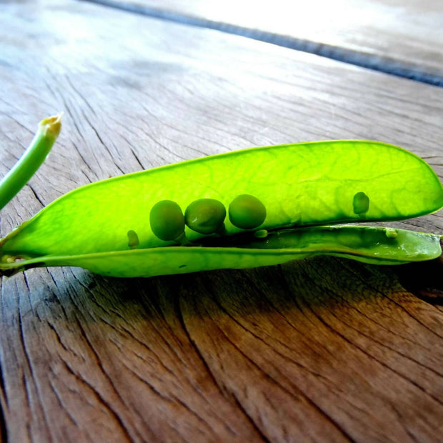 "Three in a Pod" - 5"x7" Fine Art Print with acid-free black matboard