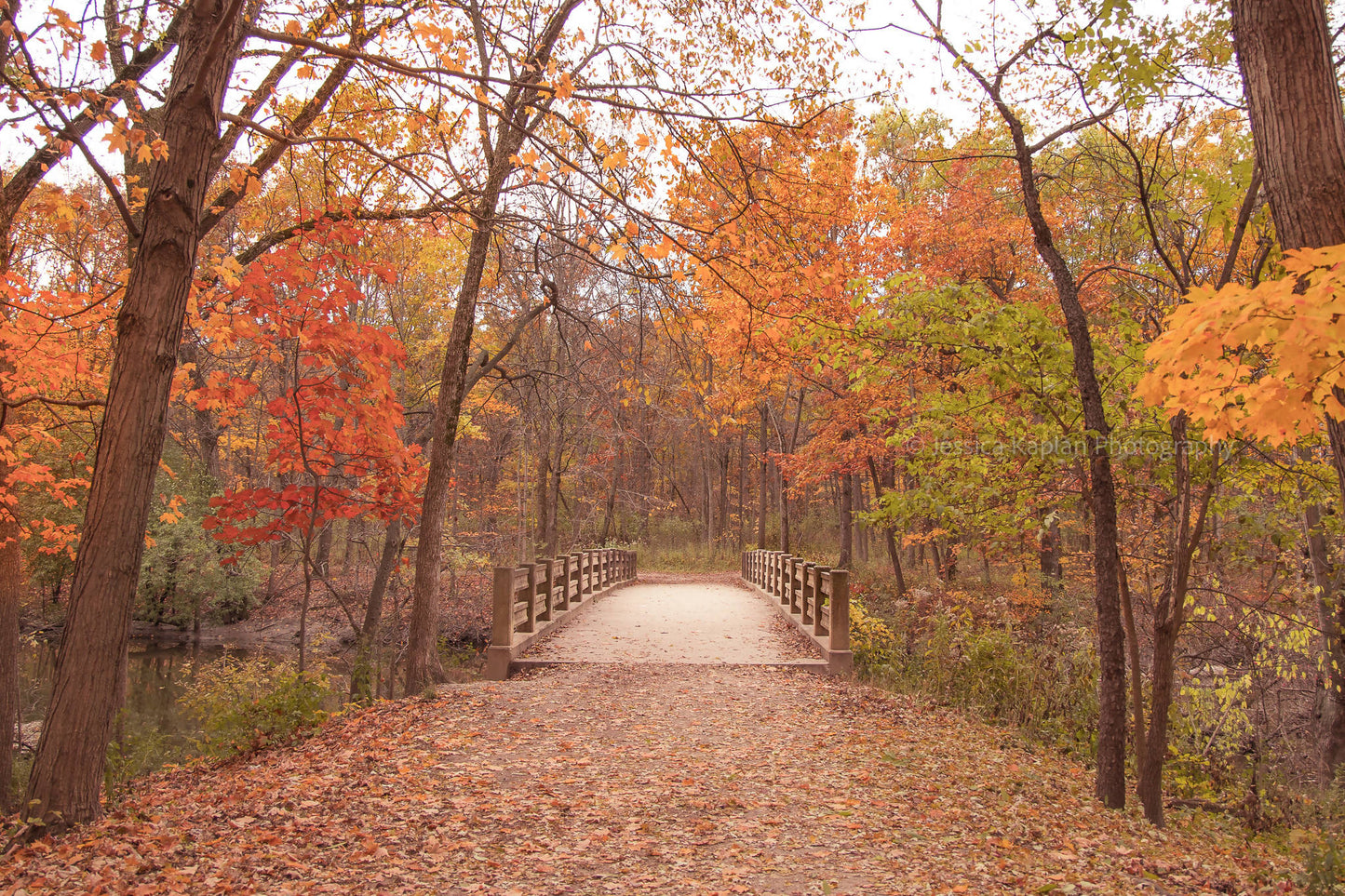 Autumn Bridge in Harms Woods