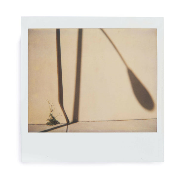 Plant wall shadow