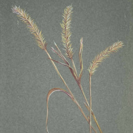 Nodding foxtail
