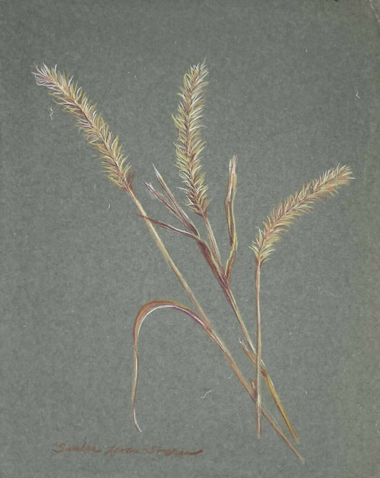 Nodding foxtail