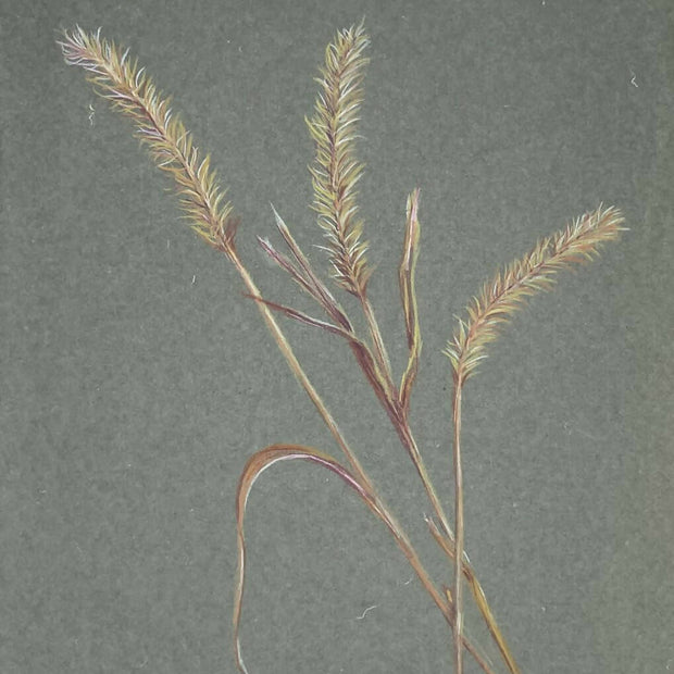Nodding foxtail
