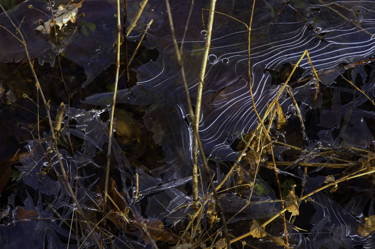 Ice Patterns, Ryerson Woods, Deerfield