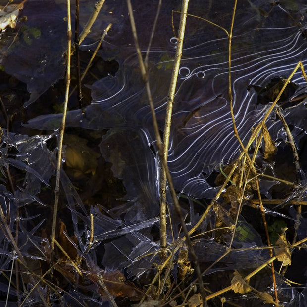 Ice Patterns, Ryerson Woods, Deerfield