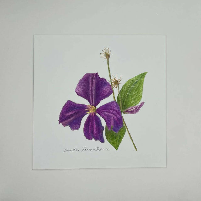 Purple clematis