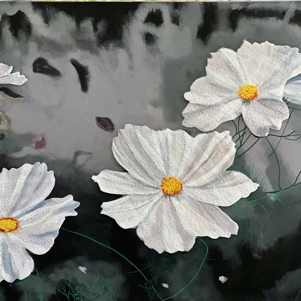 Maine Cosmos