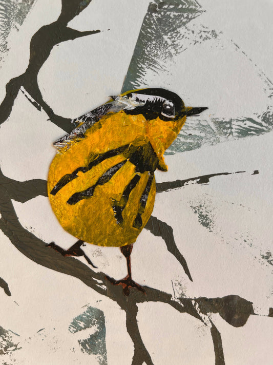 Magnolia Warbler Collage