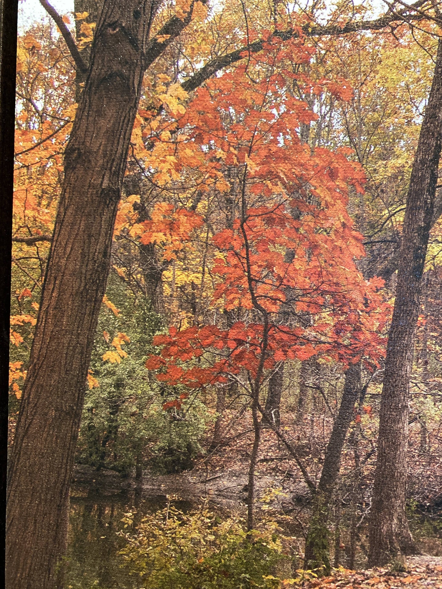 Autumn Bridge in Harms Woods