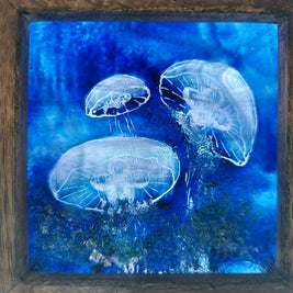 Jellies