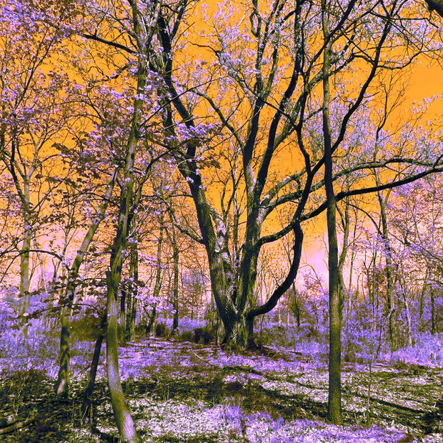 Orange Sky In Autumn Forest