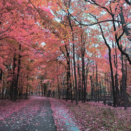 Pink and Orange Fall Path
