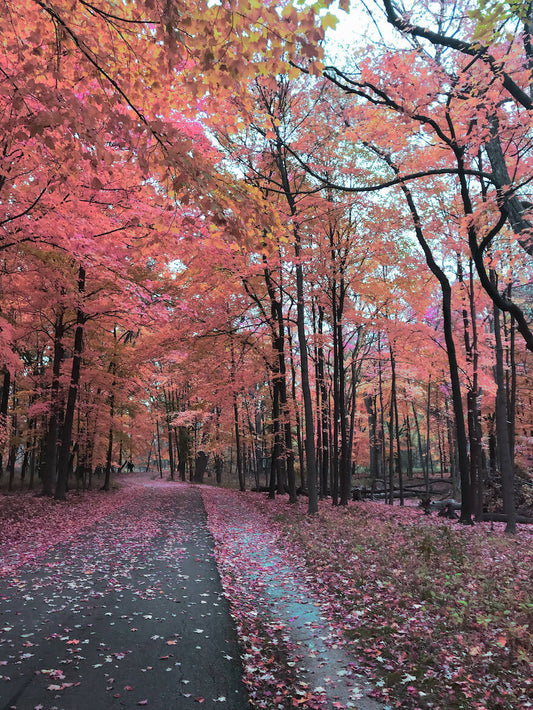 Pink and Orange Fall Path