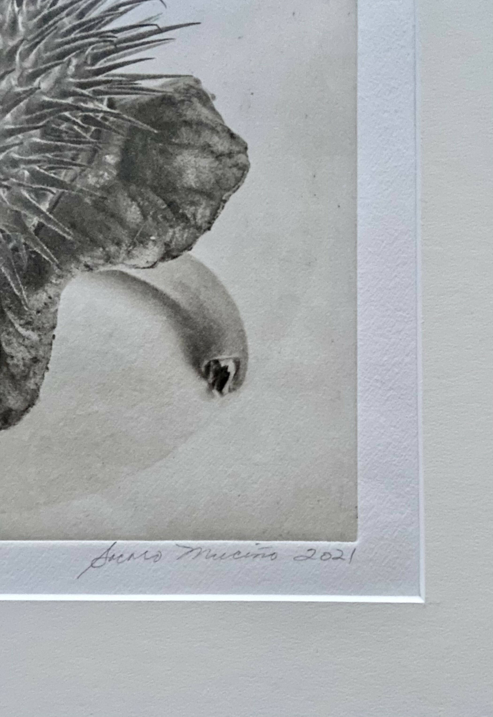 Framed “Jimson Weed I” Photogravure Print.