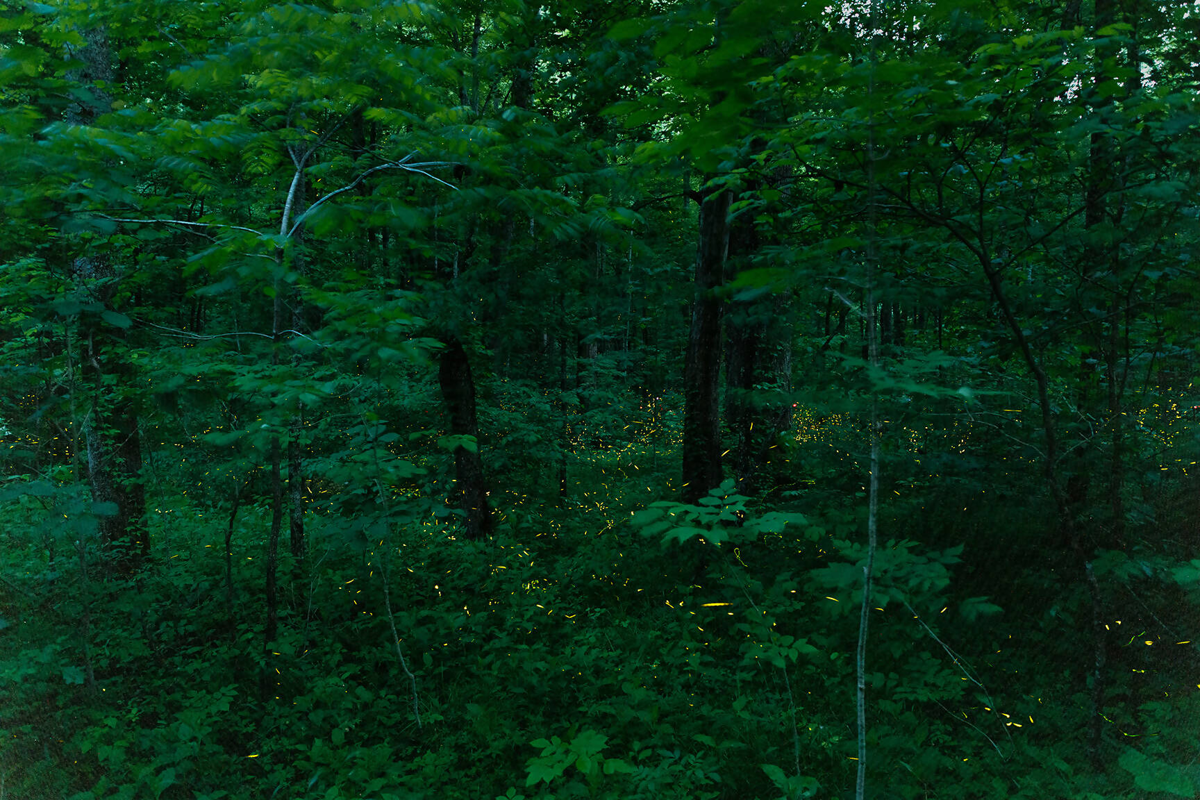 Synchronized Fireflies, Great SMoky Mountains N.P.