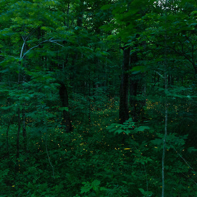 Synchronized Fireflies, Great SMoky Mountains N.P.
