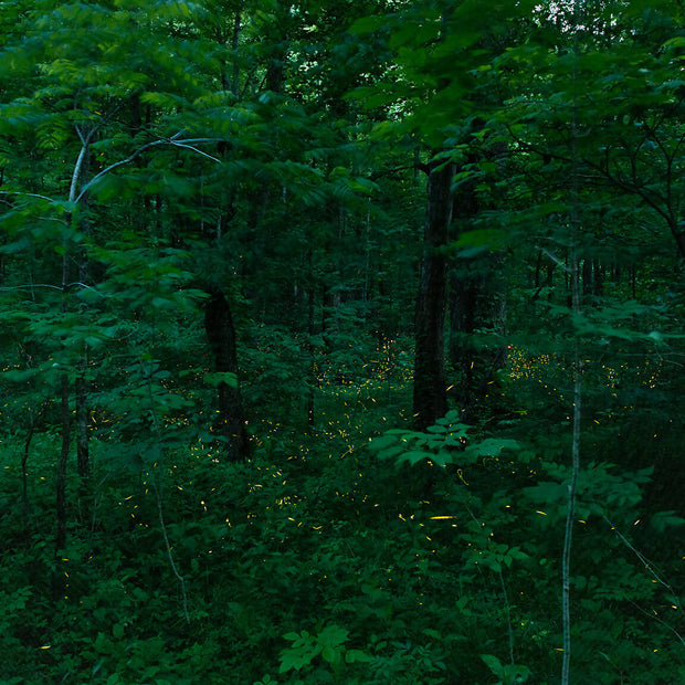 Synchronized Fireflies, Great SMoky Mountains N.P.