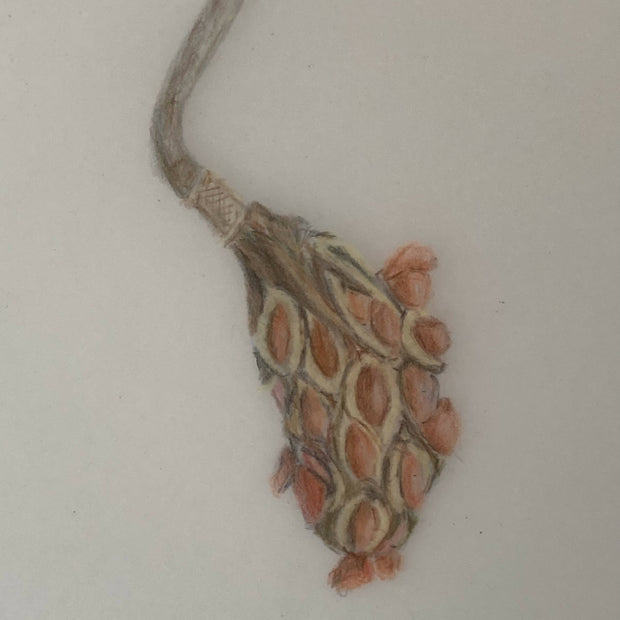 Magnolia wilsonii seedpod