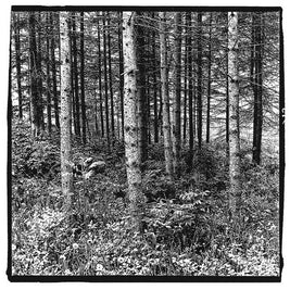 Forest Outstate New York