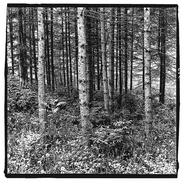 Forest Outstate New York