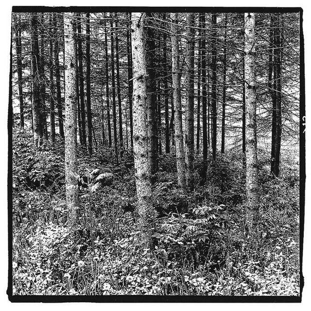 Forest Outstate New York