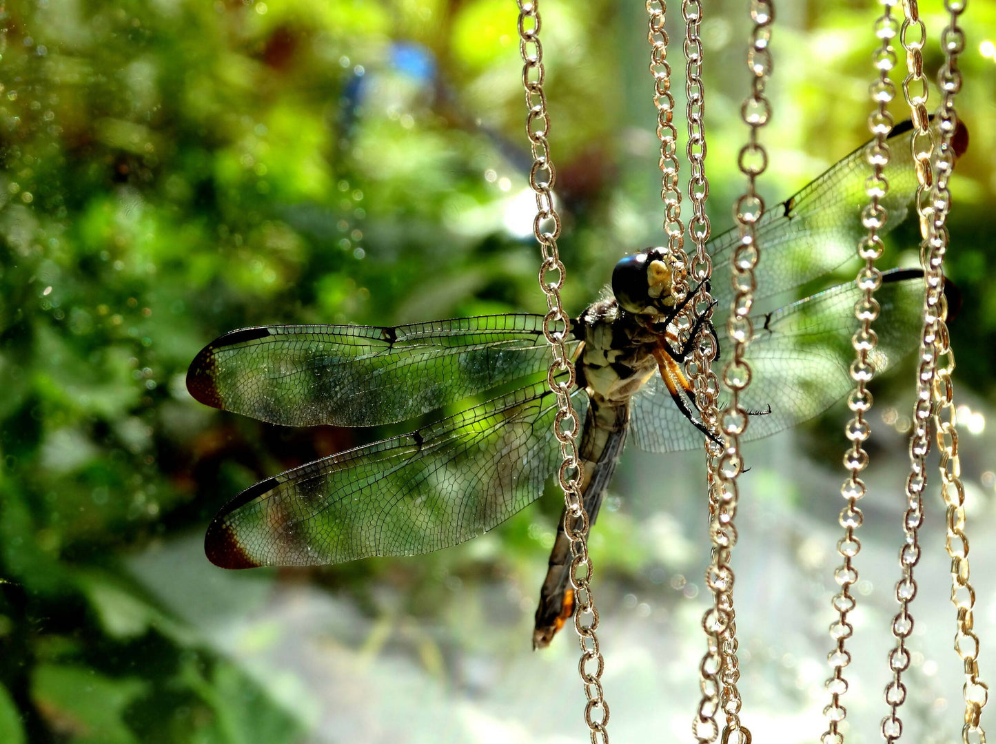 Suspended in Time (Dragonfly) - fine art print (11" x 14) with black acid-free matboard & frame (16" x 20")