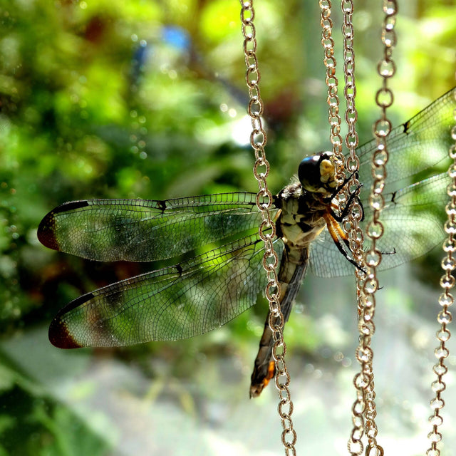 Suspended in Time (Dragonfly) - fine art print (11" x 14) with black acid-free matboard & frame (16" x 20")
