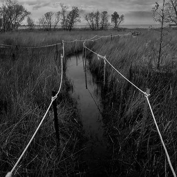 Magic Hedge, Montrose Bird Sanctuary, Chicago