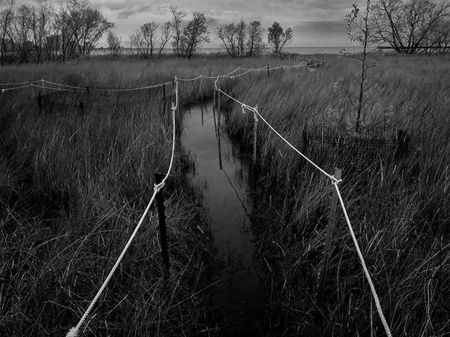 Magic Hedge, Montrose Bird Sanctuary, Chicago